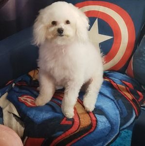 Meet your Posher, Randy